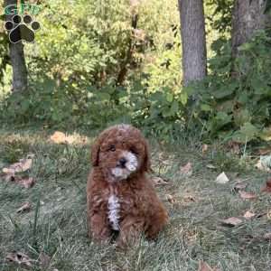 Marley, Miniature Poodle Puppy